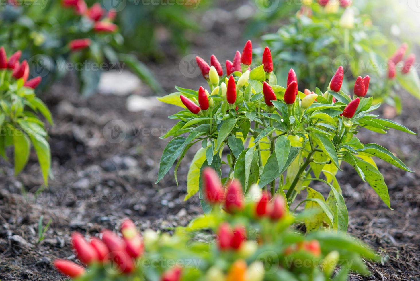 chili paprikor i en vegetabiliska trädgård foto