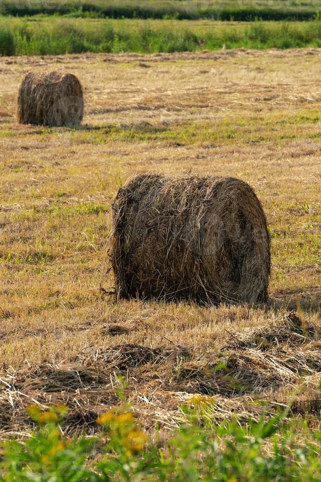 gyllene rullar av hö på klippt fält, lantlig landskap på solig dag foto