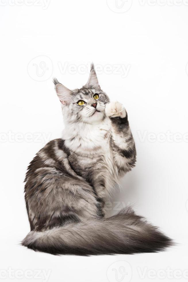 lekfull amerikan långt hår maine Coon katt med gul ögon Sammanträde med ett Tass Uppfostrad och ser upp foto