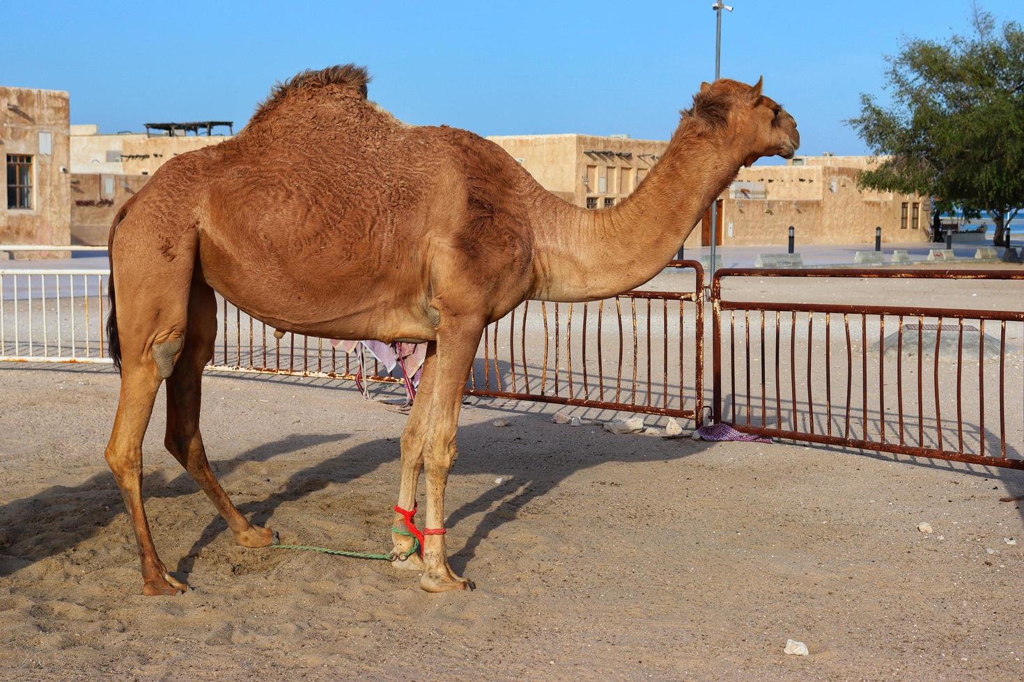kamel är stående i berrikad cirkel, utomhus foto