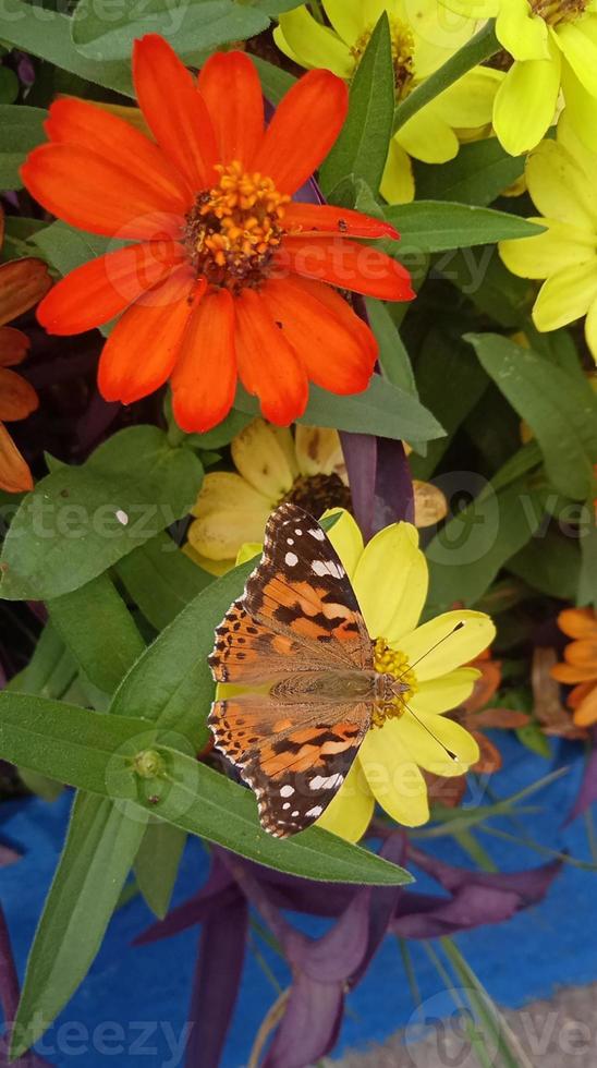 buterfly i de trädgård med röd blomma foto