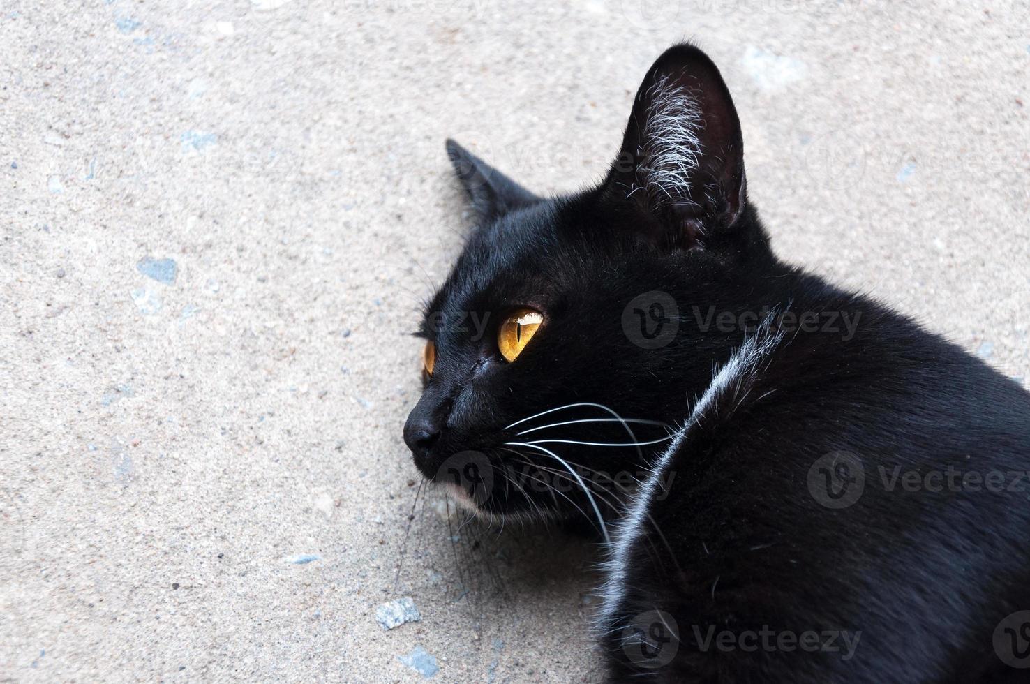 bombay svart katt gul öga koppla av på golv foto