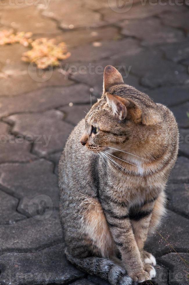 tabby bengal katt Sammanträde på de golv, brunt söt katt, katt liggande, lekfull katt avkopplande semester, vertikal formatera, selektiv fokus foto