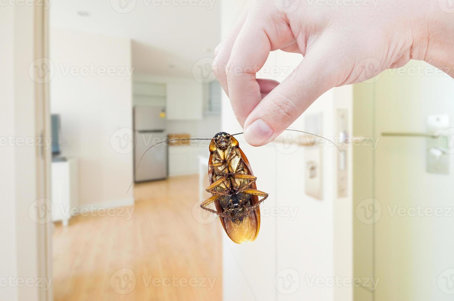 kvinnas hand innehav kackerlacka på rum i hus bakgrund, eliminera kackerlacka i rum hus foto