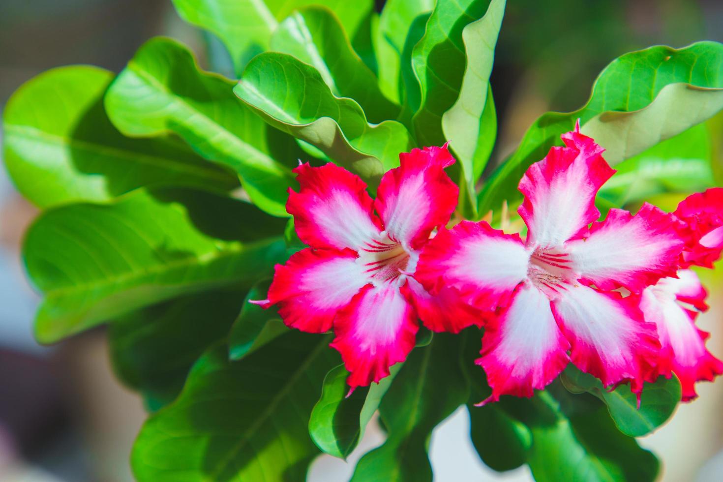 adeniumblommor vita med rosa kanter foto