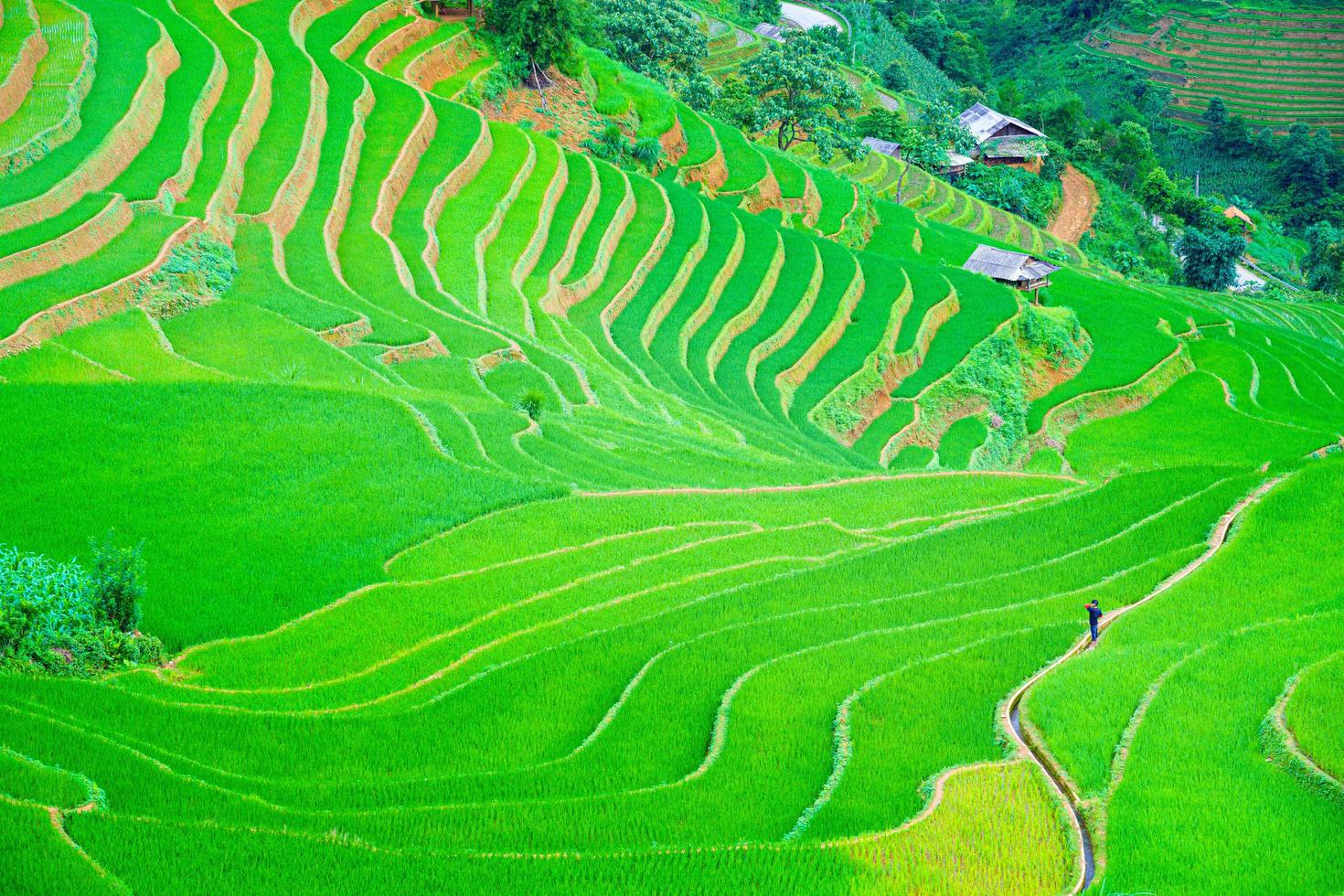 en man som går mitt i ett vackert terrasserat risfältfält foto