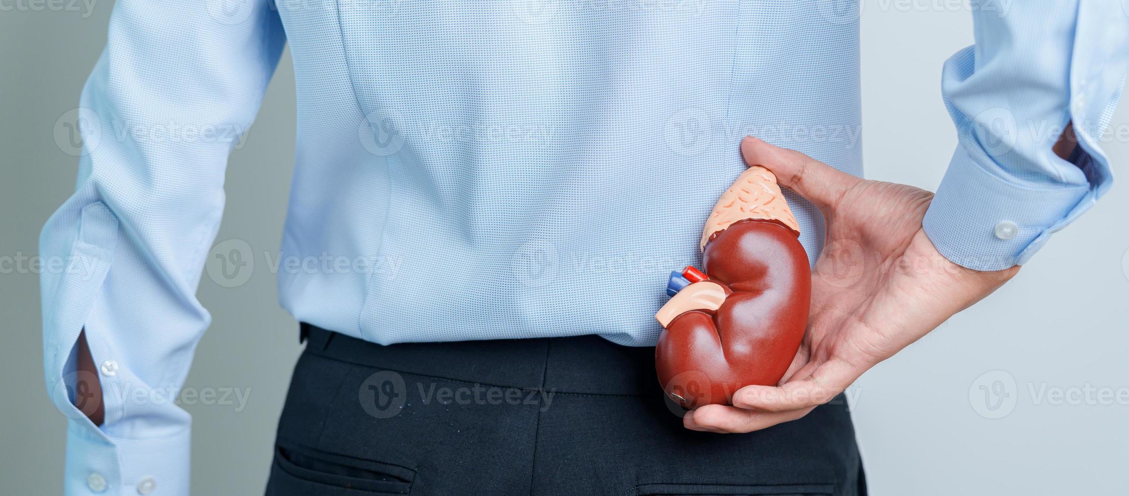 man innehav anatomisk mänsklig njure binjur körtel modell. sjukdom av urin- systemet och stenar, cancer, värld njure dag, kronisk njure och organ givare dag begrepp foto