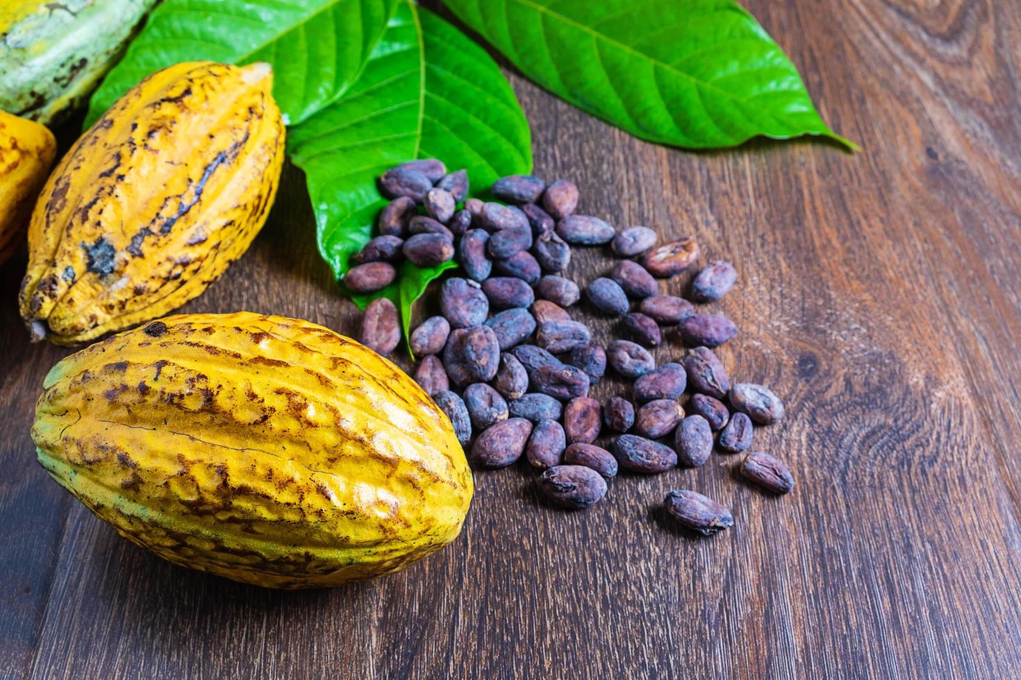 färska kakaobönor foto