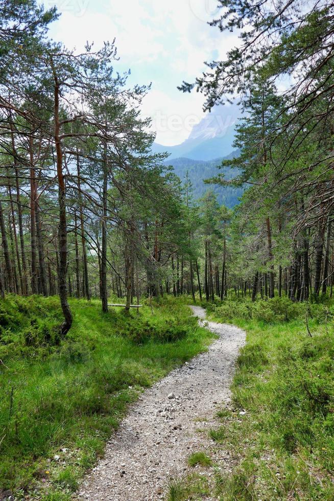 träd i skogen foto