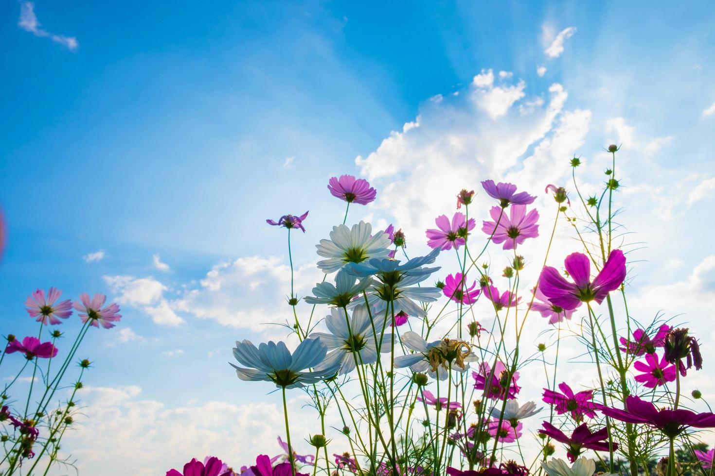 kosmos blomma bakgrund foto