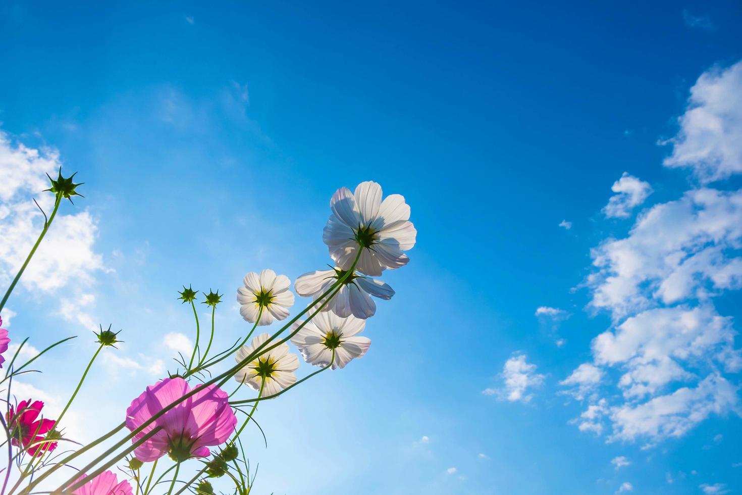 kosmos blommar mot en blå himmel foto