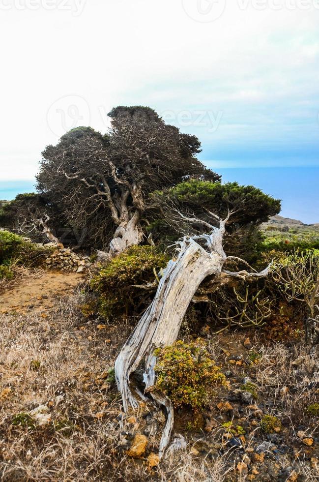 naturskön lantlig landskap foto