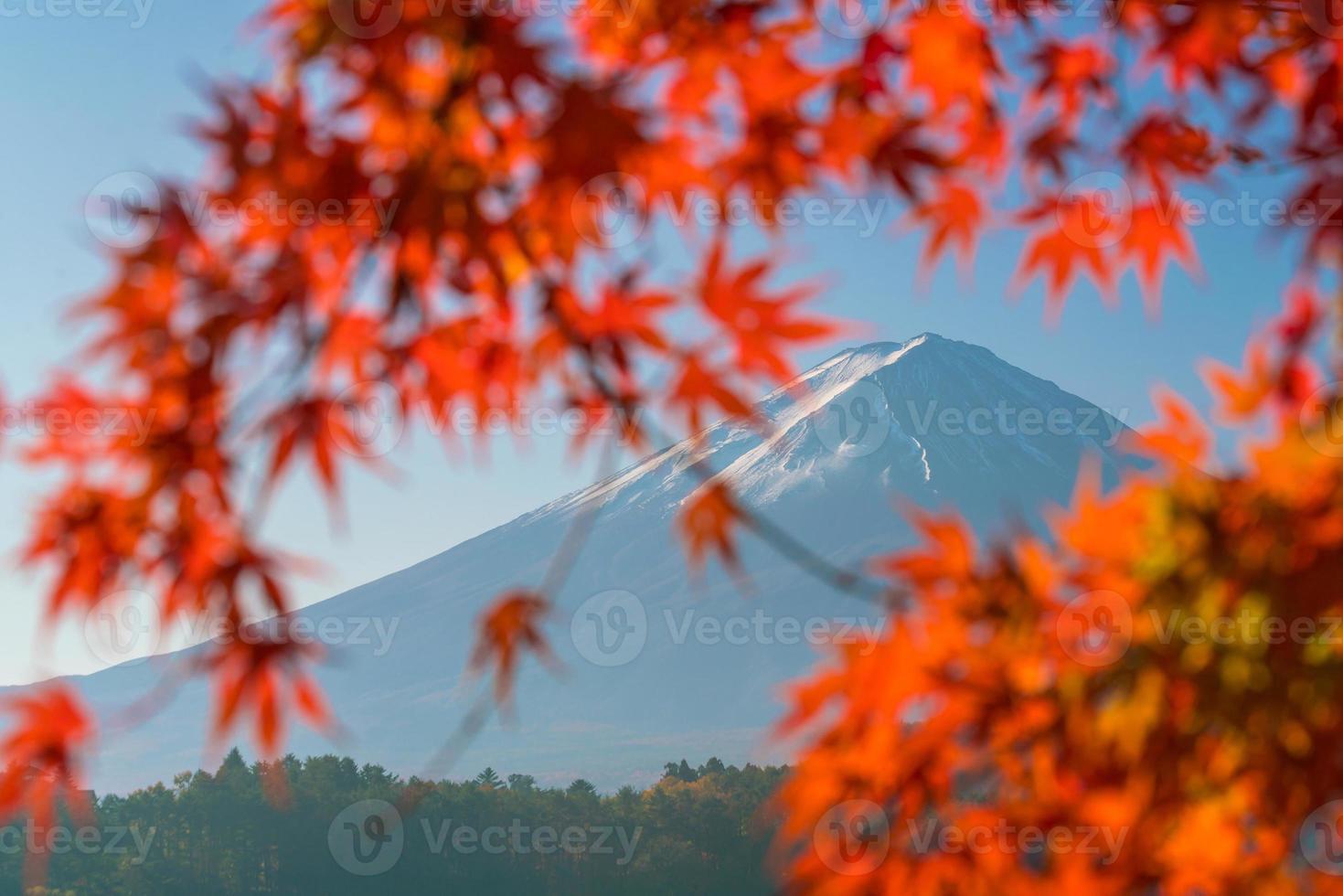 mt. fuji på hösten med röda lönnlöv foto