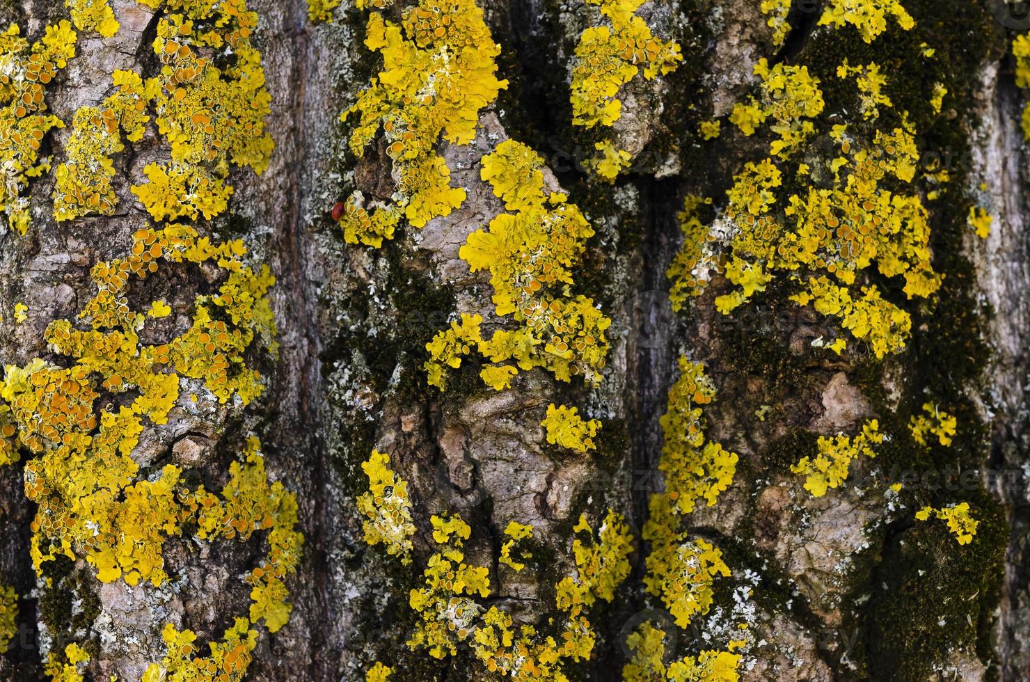 mossa omslag på träd bark bakgrund. närbild mossa textur på träd yta. foto