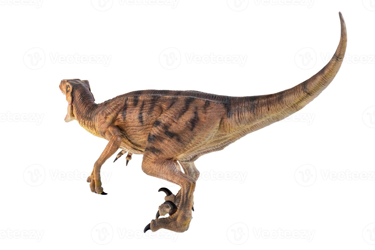 dinosaurie , velociraptor isolerat bakgrund foto