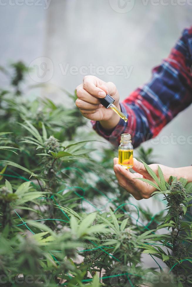 hand innehav pipett med cannabis olja mot cannabis växt, cbd hampa olja, medicinsk marijuana olja begrepp foto