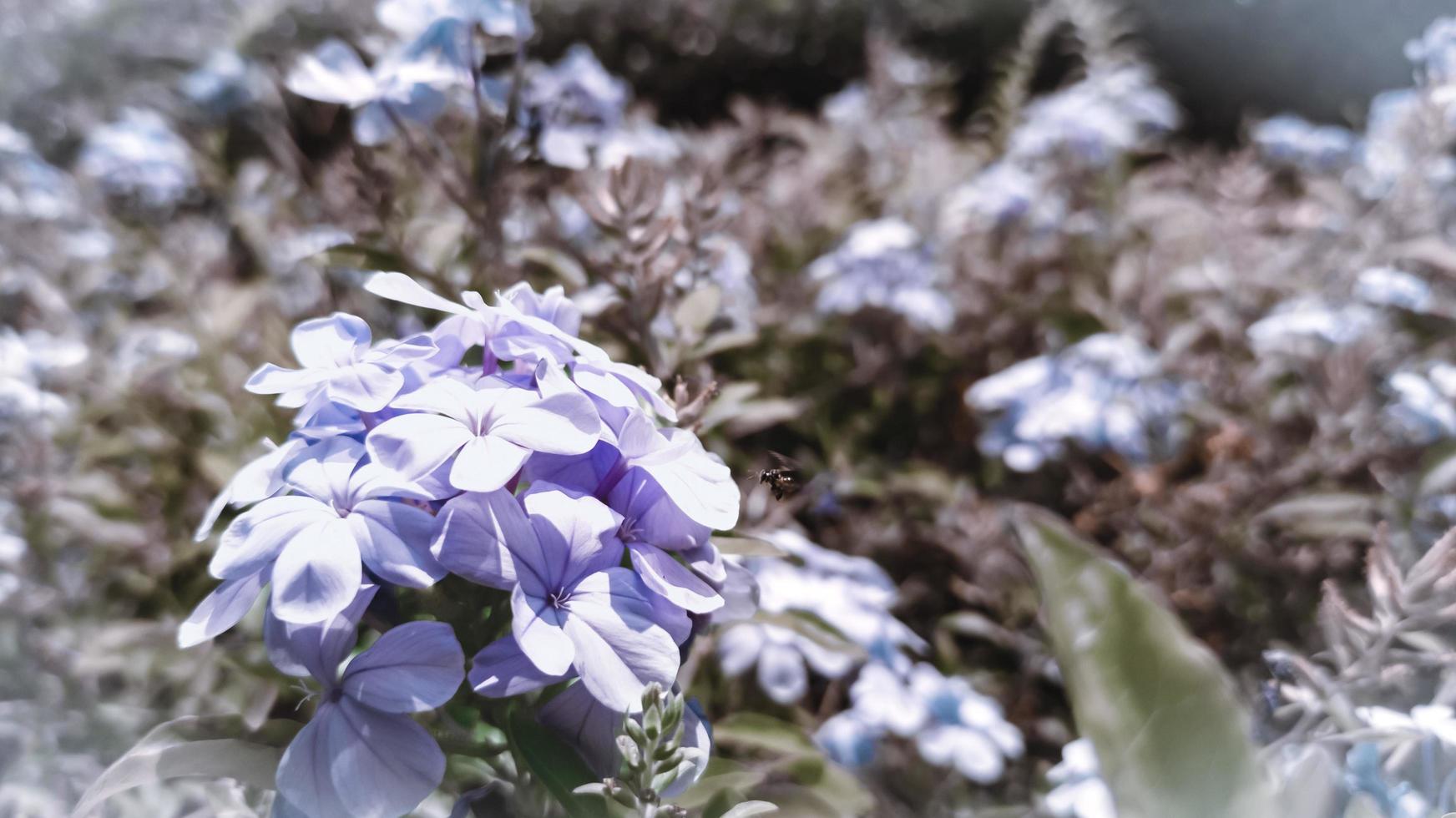 blå blommor i de trädgård. selektiv fokus. grund djup av fält. suddig bakgrund. foto