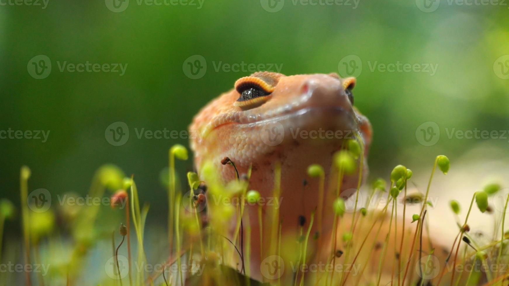 Foto av en gecko i de vild, ett orange gecko nära de gräs och mossa på en sten