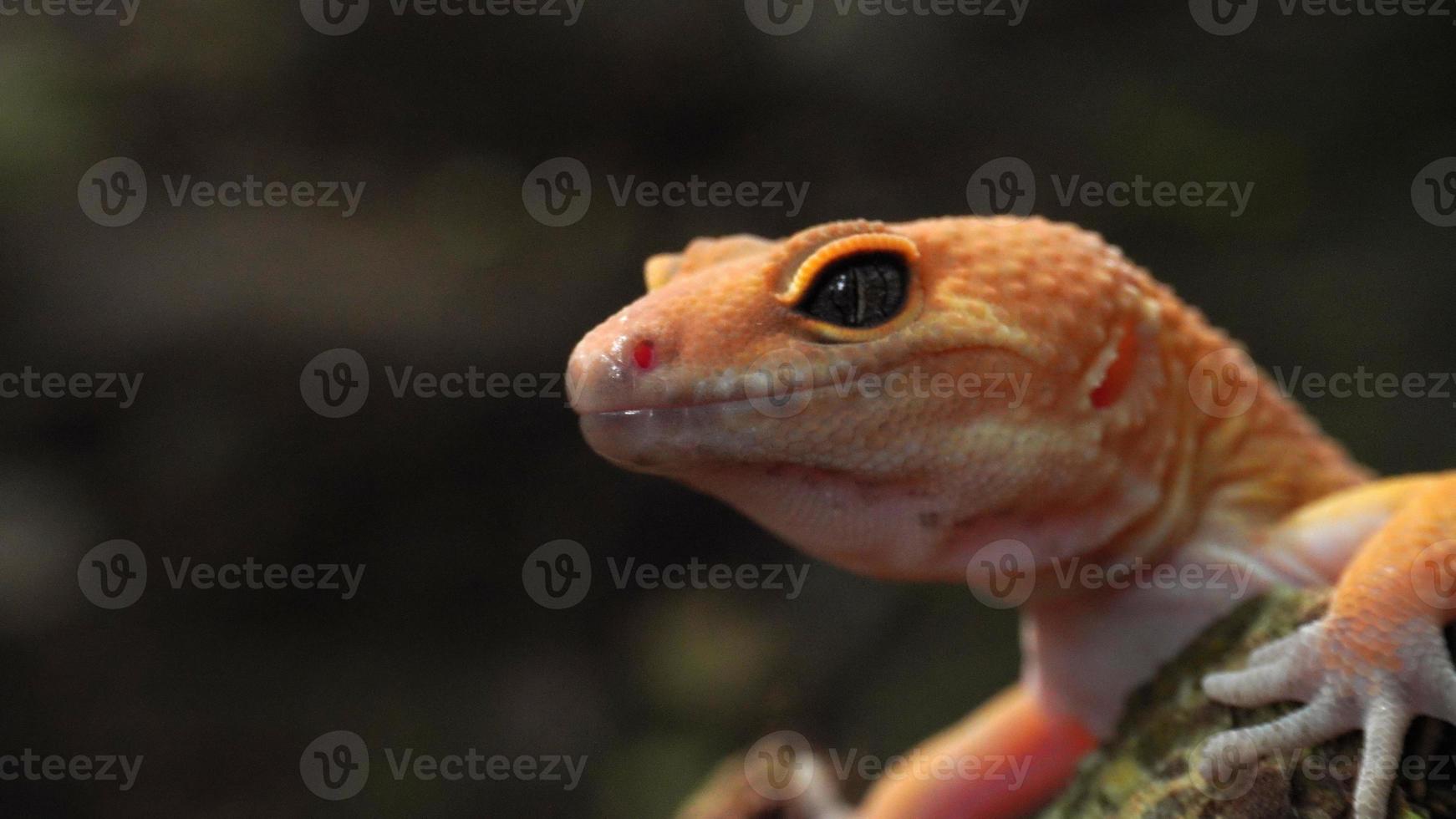 Foto av en gecko i de vild, ett orange gecko nära de gräs och mossa på en sten