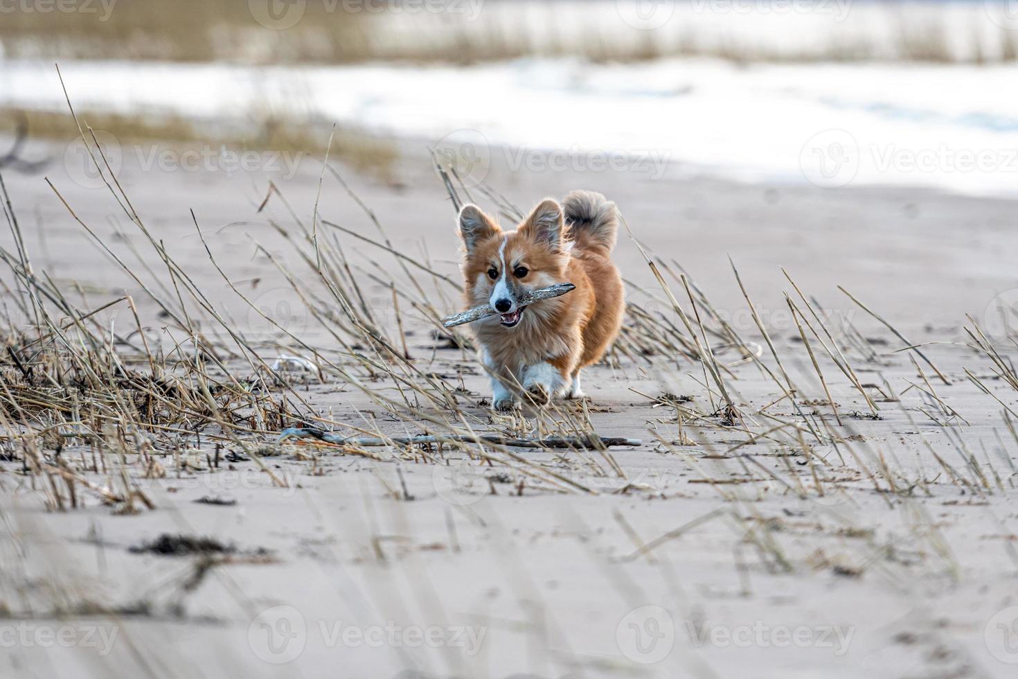 welsh corgi valp springer runt på stranden och leker med en pinne foto