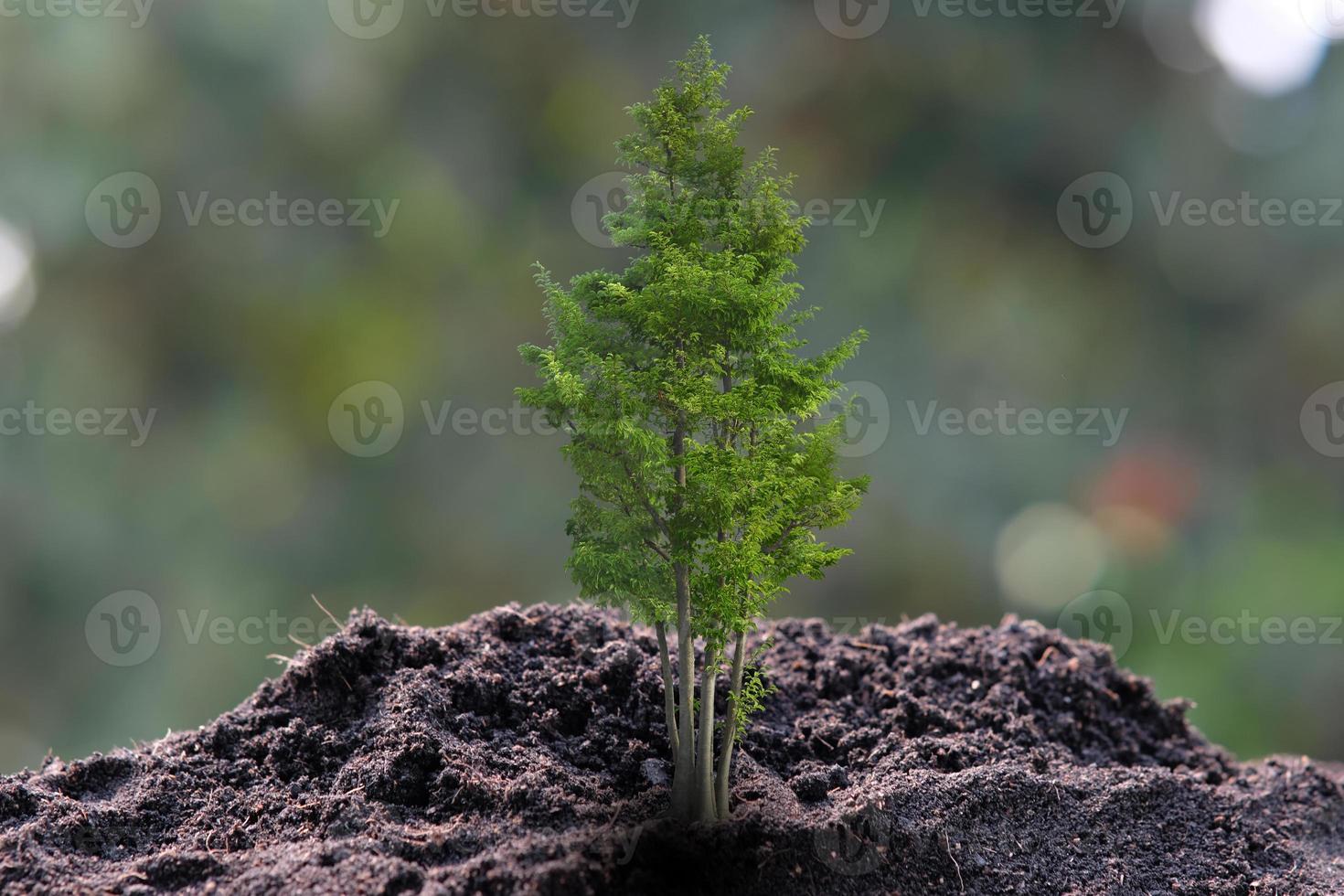 litet träd som växer på grön bakgrund foto