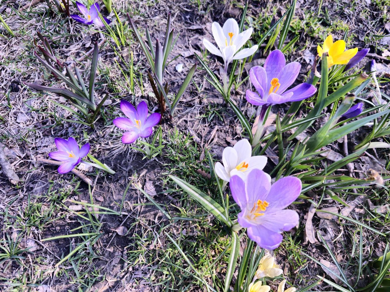 på en solig dag, färgrik krokusar blomma i en clearing i en stad parkera. foto