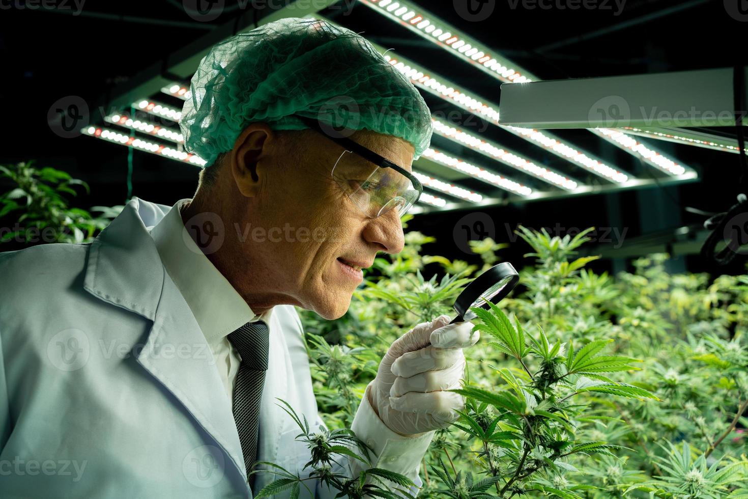 cannabis vetenskapsmän är undersöker de kvalitet av cannabis cannabis i odling skolor. medicinsk koncept, cannabis, cbd foto