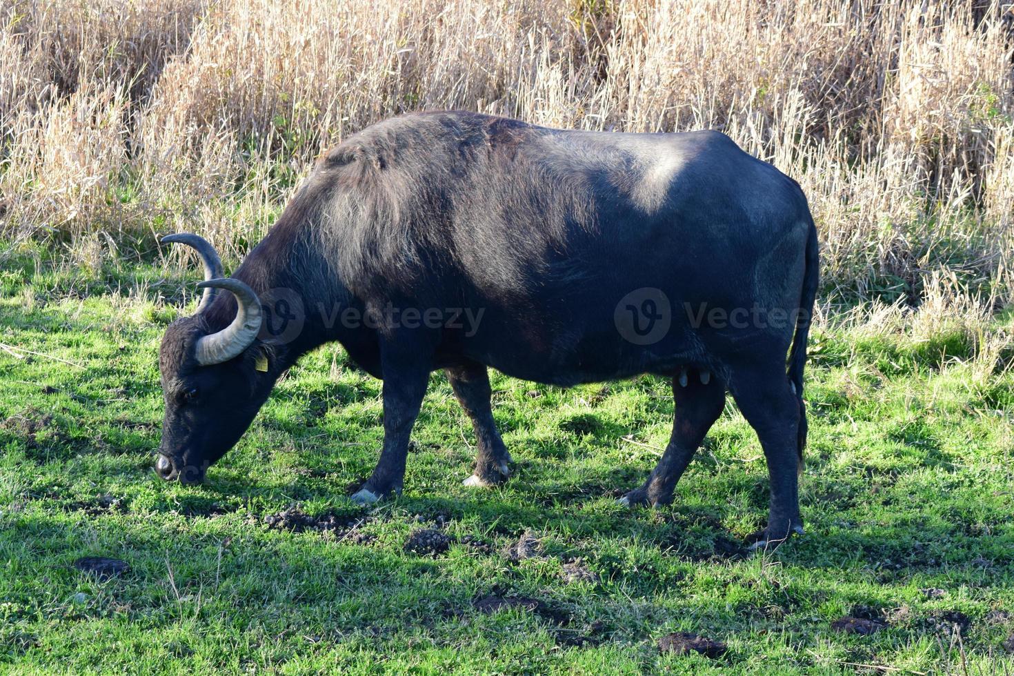 vatten buffel medan äter foto