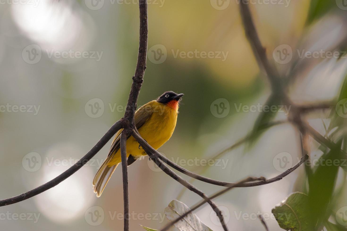 en svart headed gul bulbul fågel Sammanträde på grenar av en träd i Sök av insekter foto