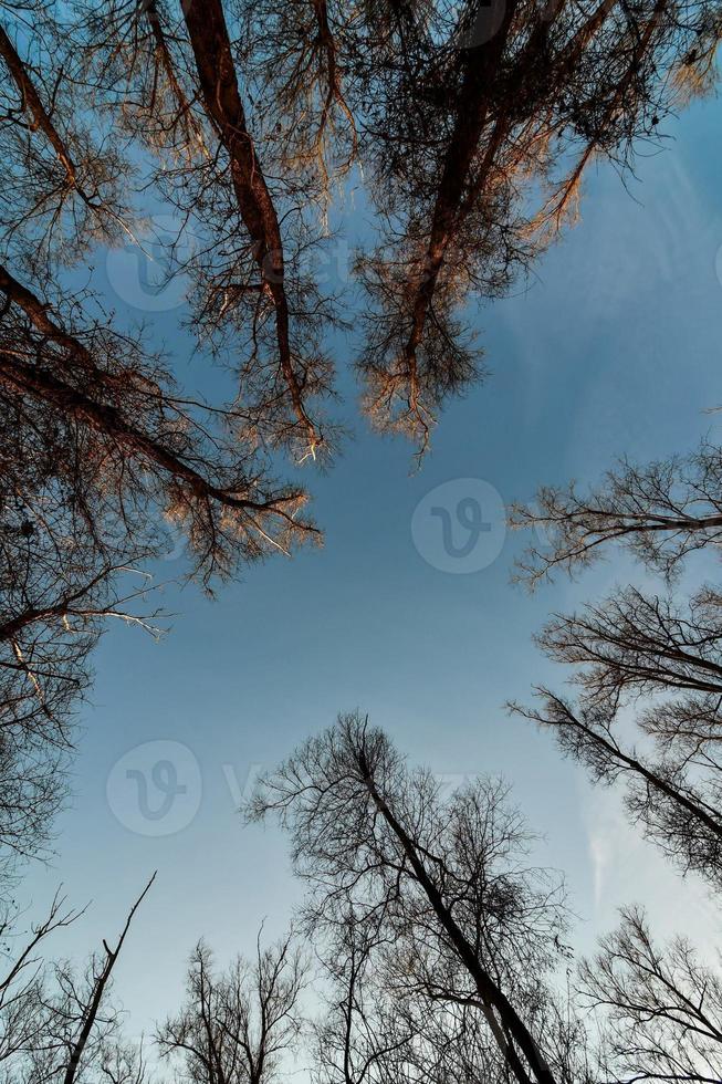 träd i skogen foto