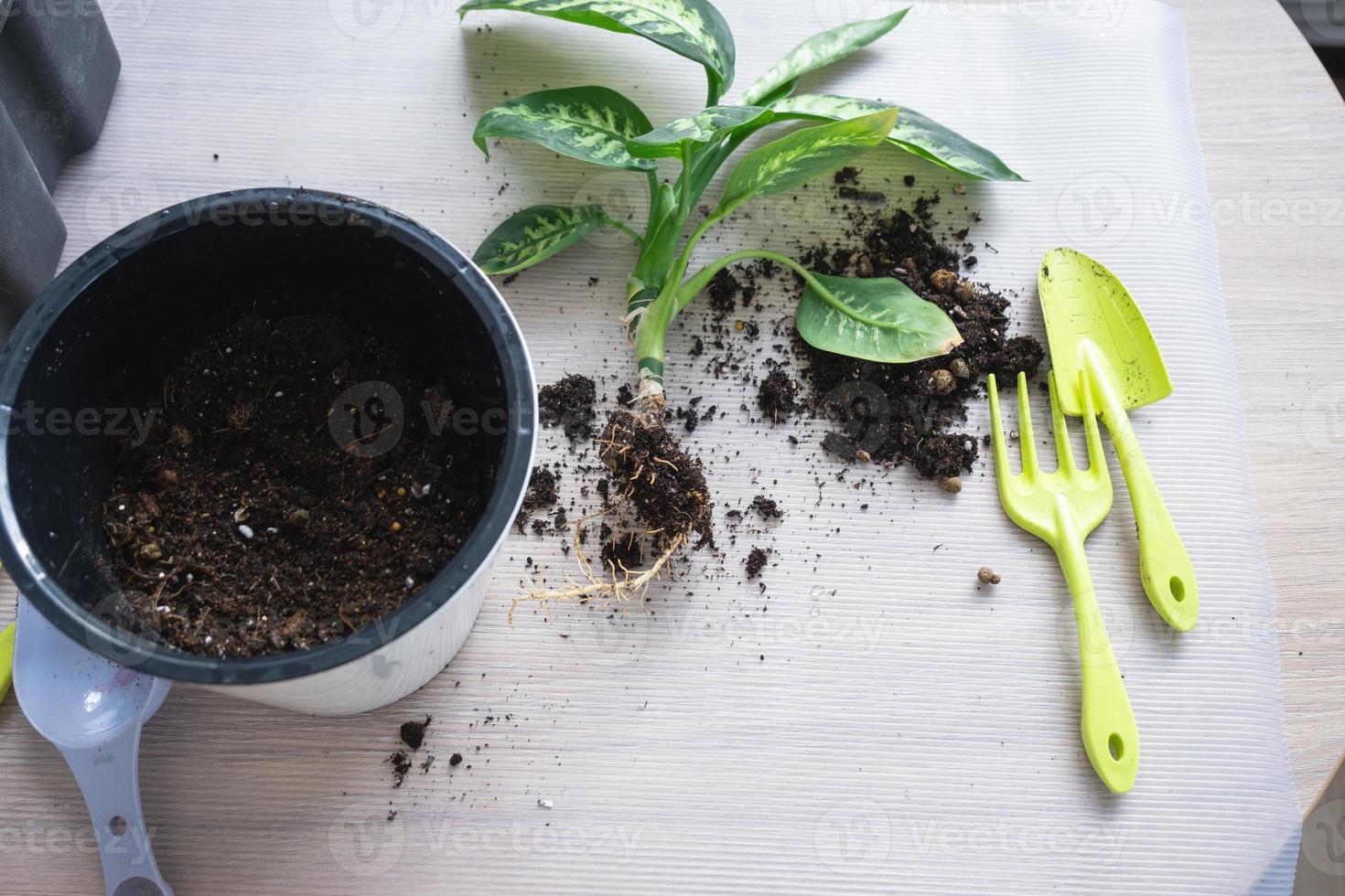 repotting en Hem växt dieffenbachia tropisk snö in i en ny pott i Hem interiör i en dubbel- pott med automatisk vattning. omtänksam för en inlagd växt, närbild foto