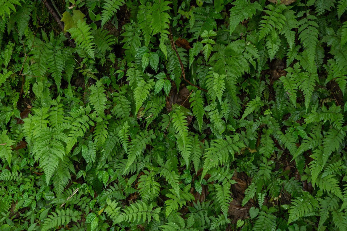 textur och yta av grön blad vild växt på de tropisk skog. Foto är lämplig till använda sig av för natur bakgrund, botanisk affisch och natur innehåll media.