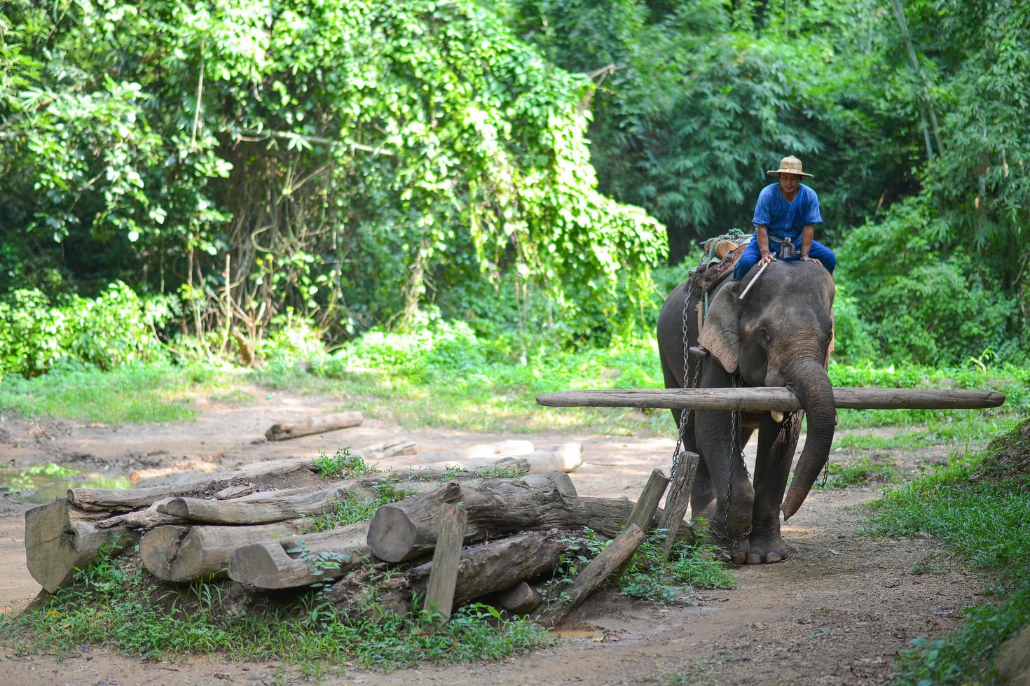 chiang maj, thailand-okt 2014, mahout är ridning elefant på elefant läger. Chiang Mai, thailand på oktober 15, 2014. foto