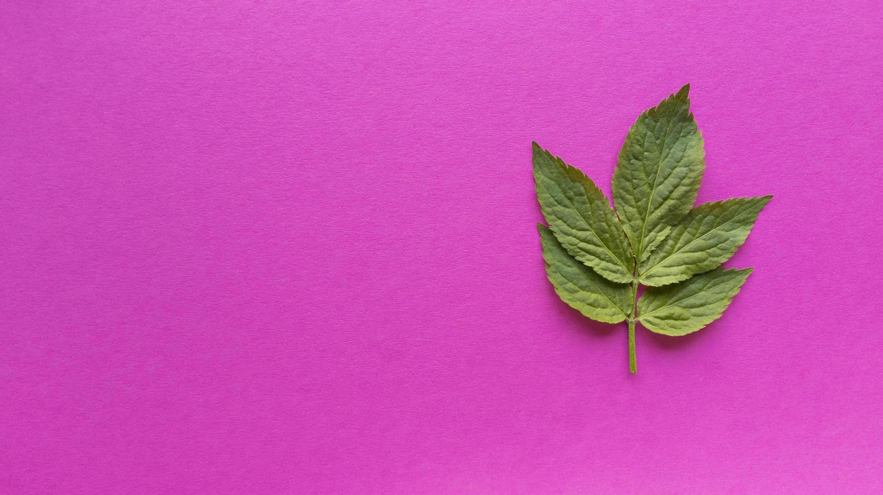 grönt blad på en rosa bakgrund, enkel platt låg med pastell konsistens foto