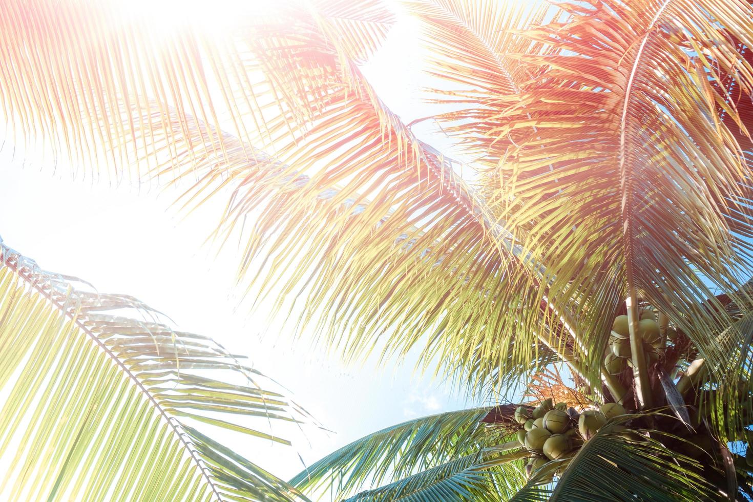 tropiska palmkokospalmer på en blå himmel med solflare foto
