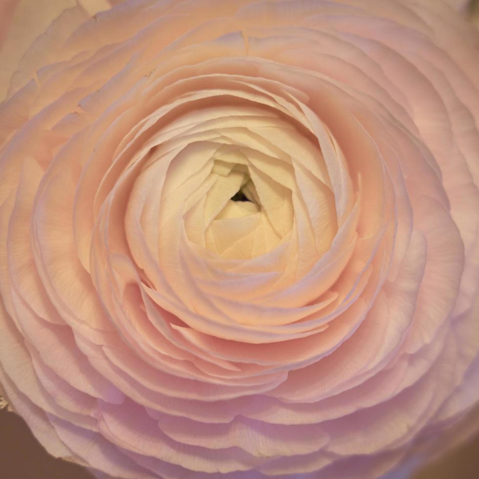 rosa ranunculus blommor på nära håll med en suddig bakgrund foto