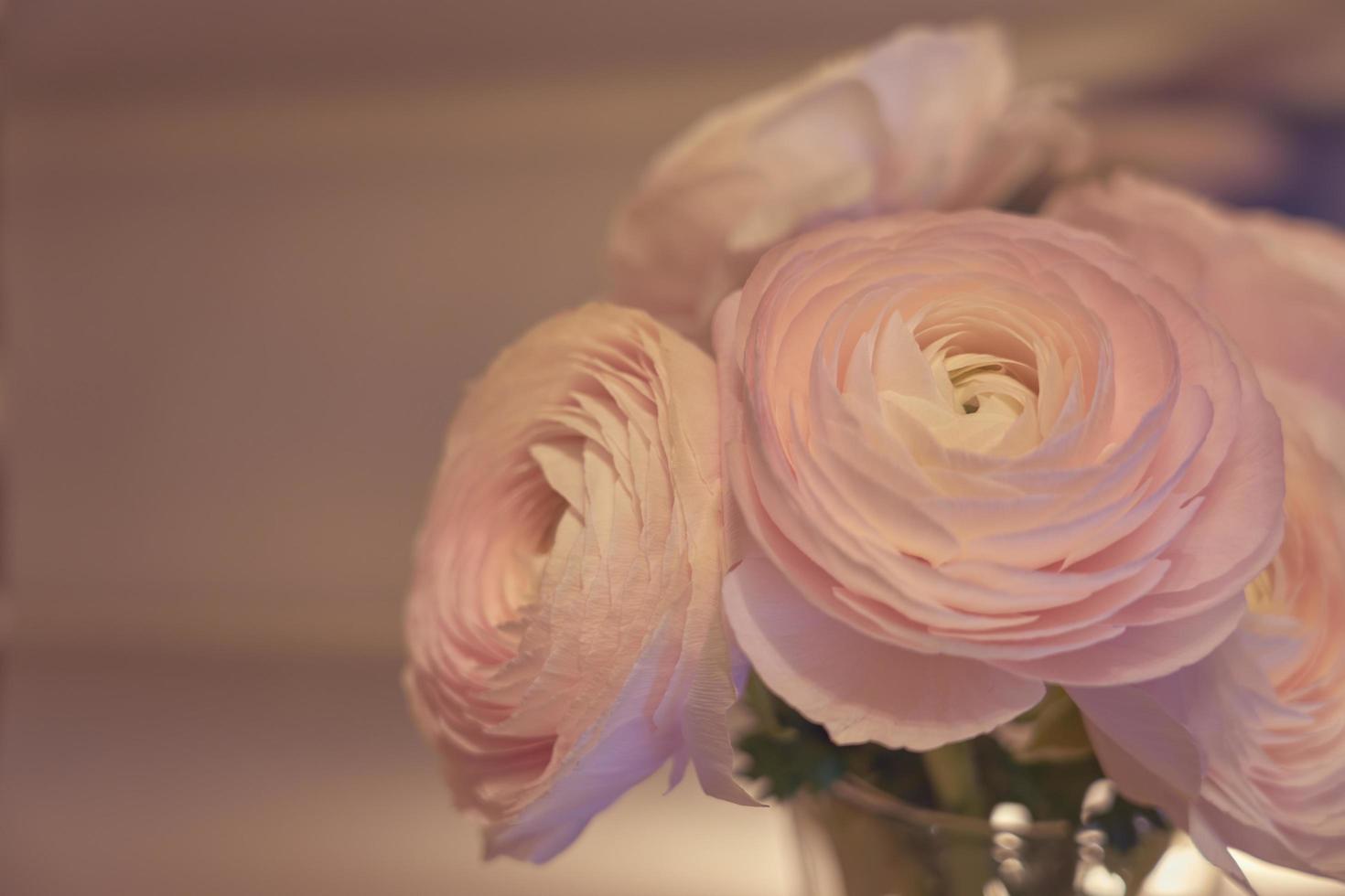 rosa ranunculus blommor på nära håll i en vas med en suddig bakgrund foto