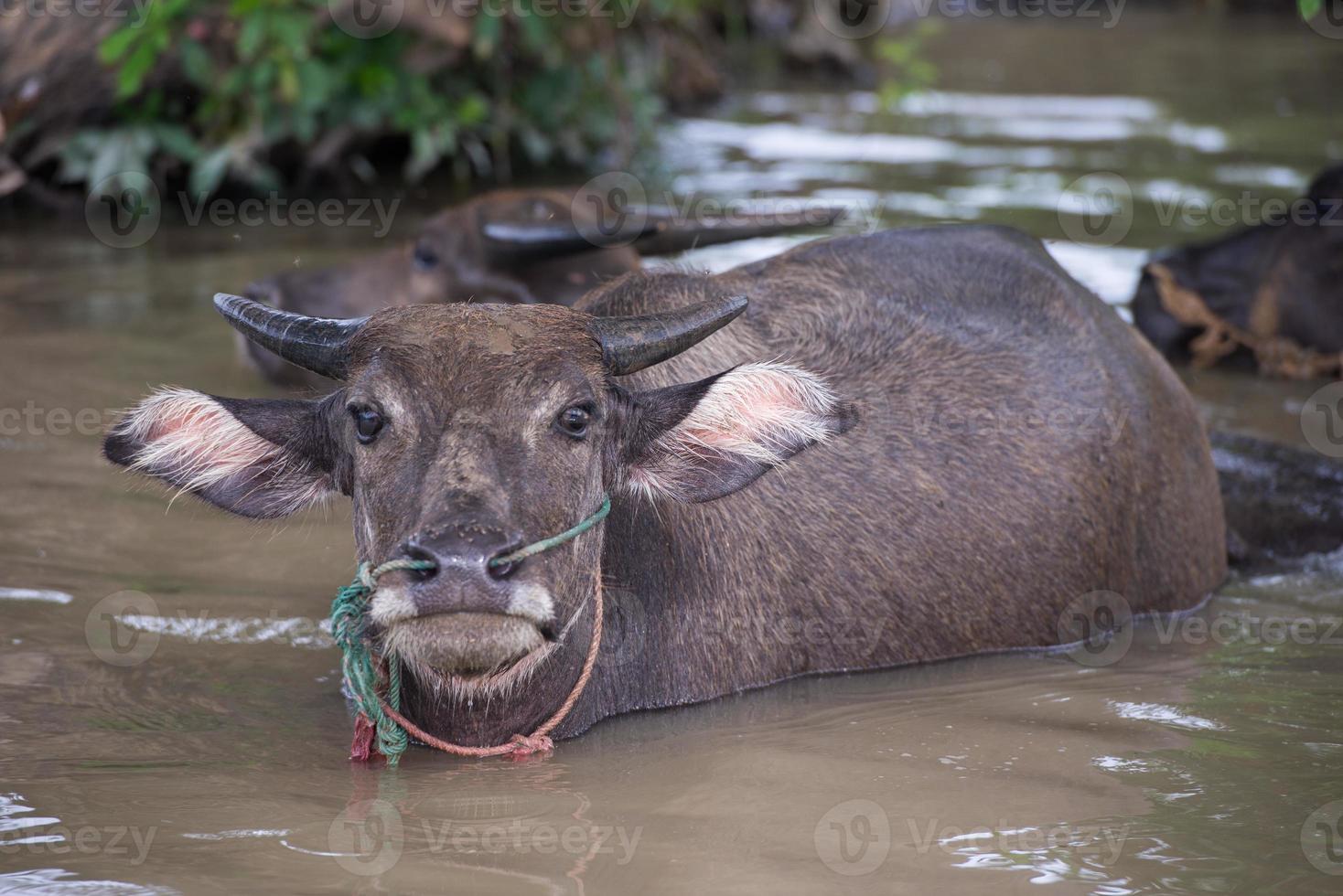 en grupp av buffel är spelar vatten, thailand foto