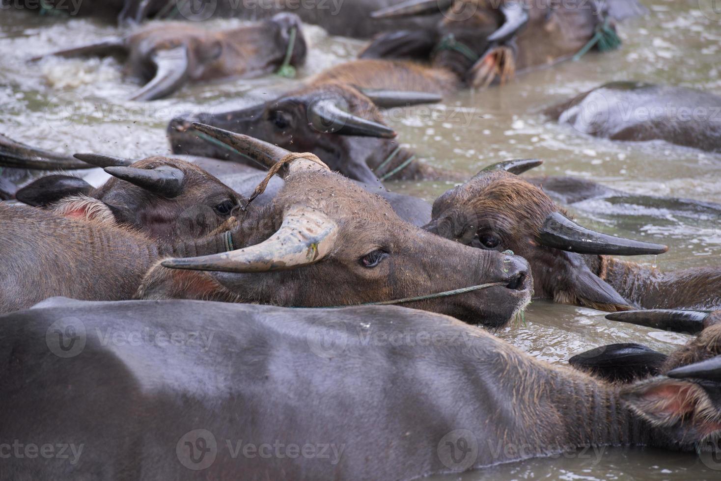 en grupp av buffel är spelar vatten, thailand foto