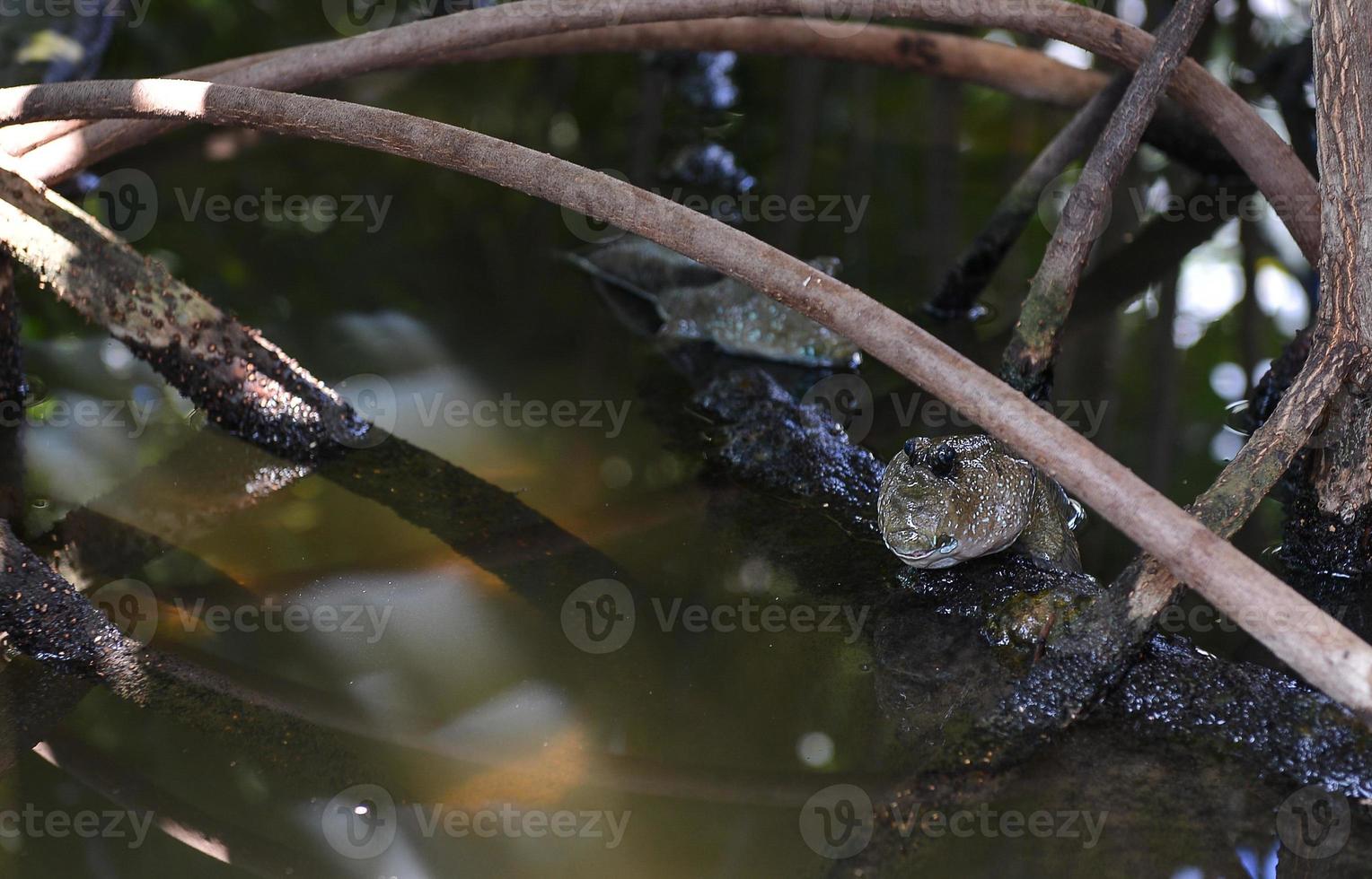 mudskipper fisk i mangrove foto