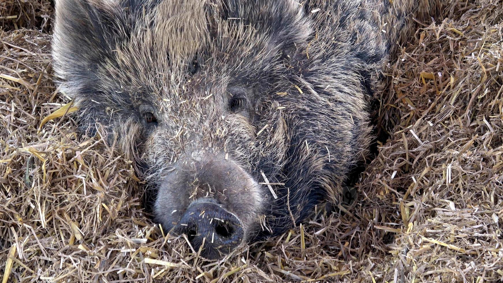 vild vildsvin sus scrofa vilar på en sugrör foto