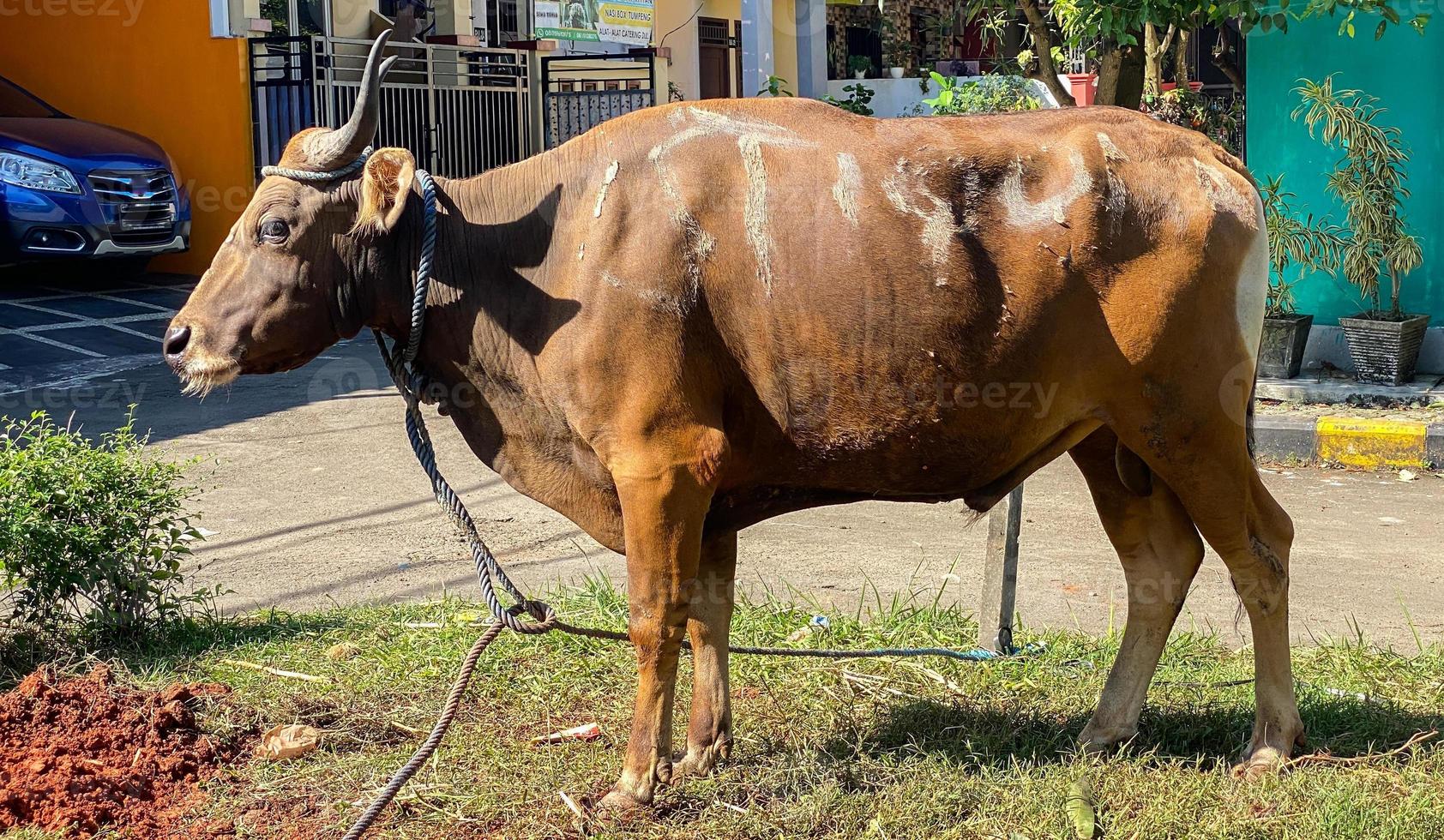 get, lamm, ko, oxe, sapi Qurbån i djur- marknader till förbereda offer på eid al adha, idul adha, idul Qurbån foto