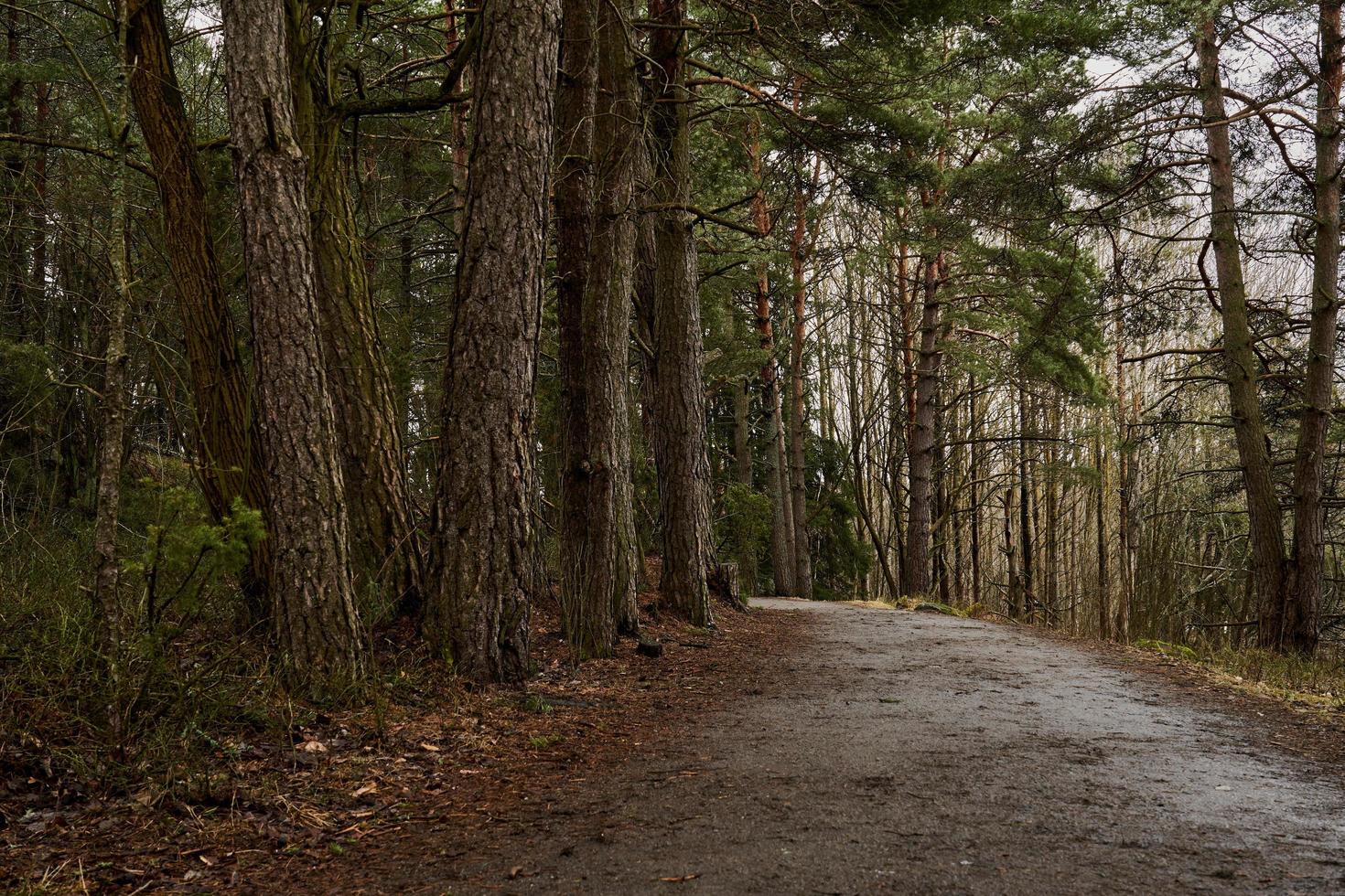 en väg i en skog en molnig dag under våren foto