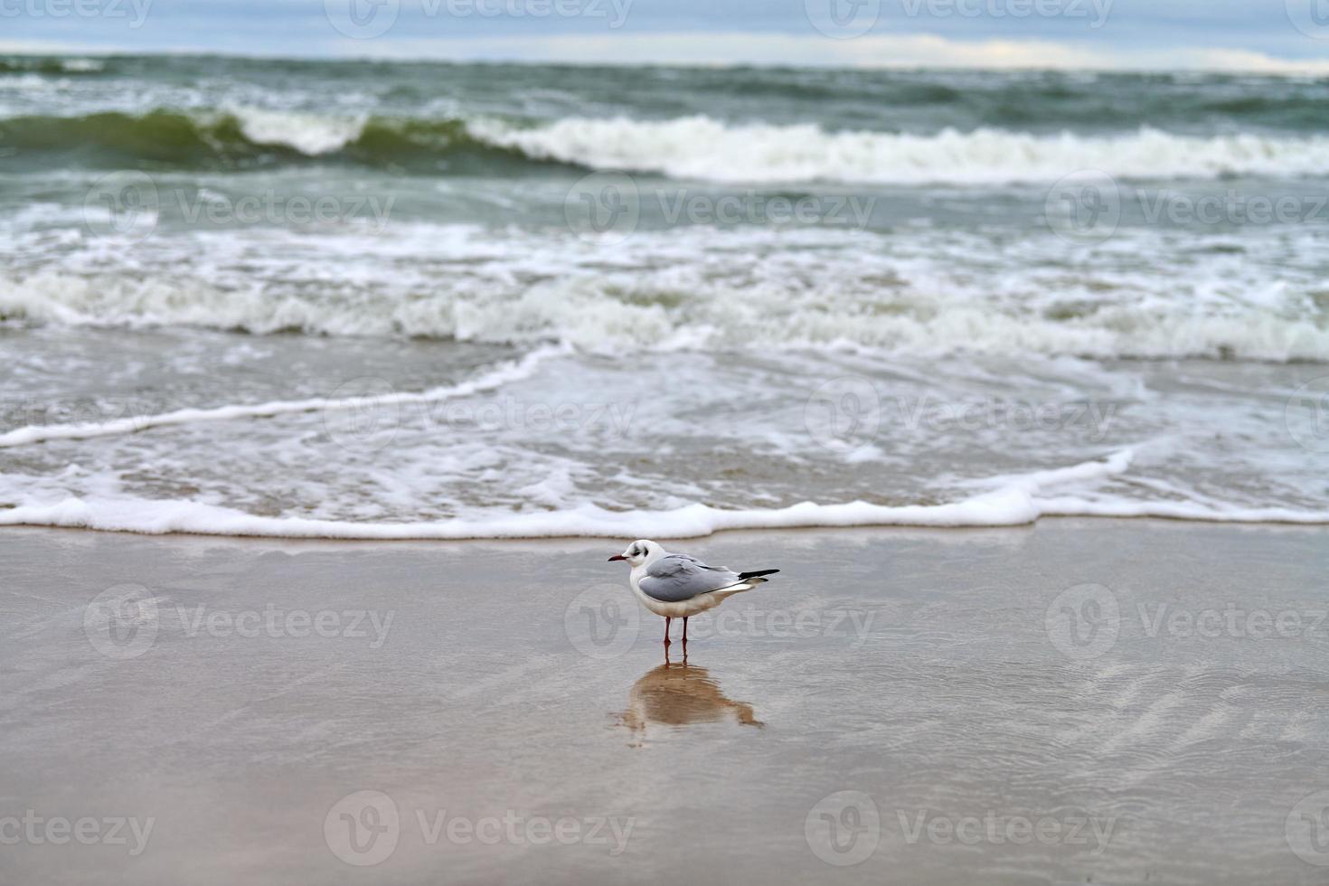 svarthövdad mås på stranden, havet och sand bakgrund foto