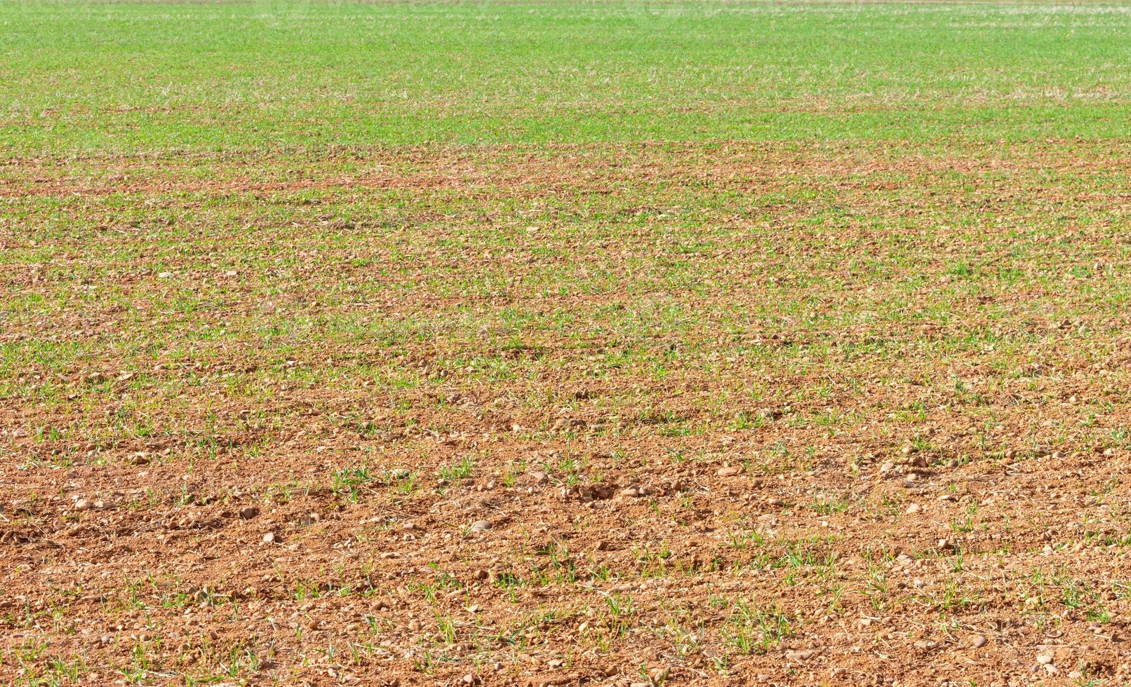 jordbruks fält sådd i vår med grön toner foto