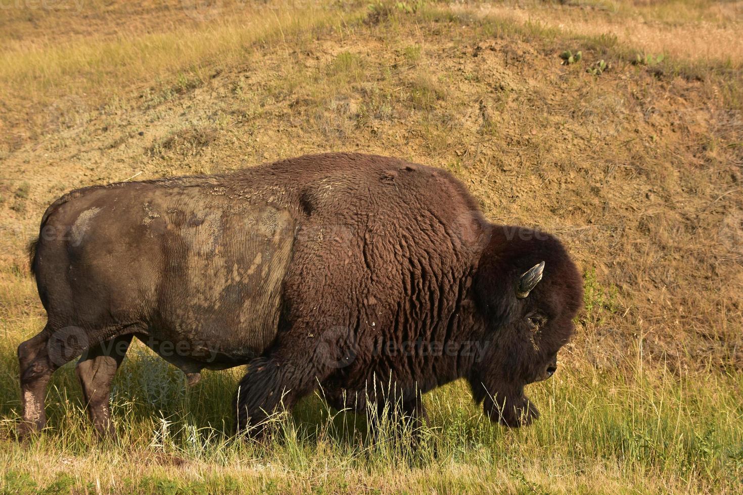 stor slingrande tjur buffel i prärie gräs foto