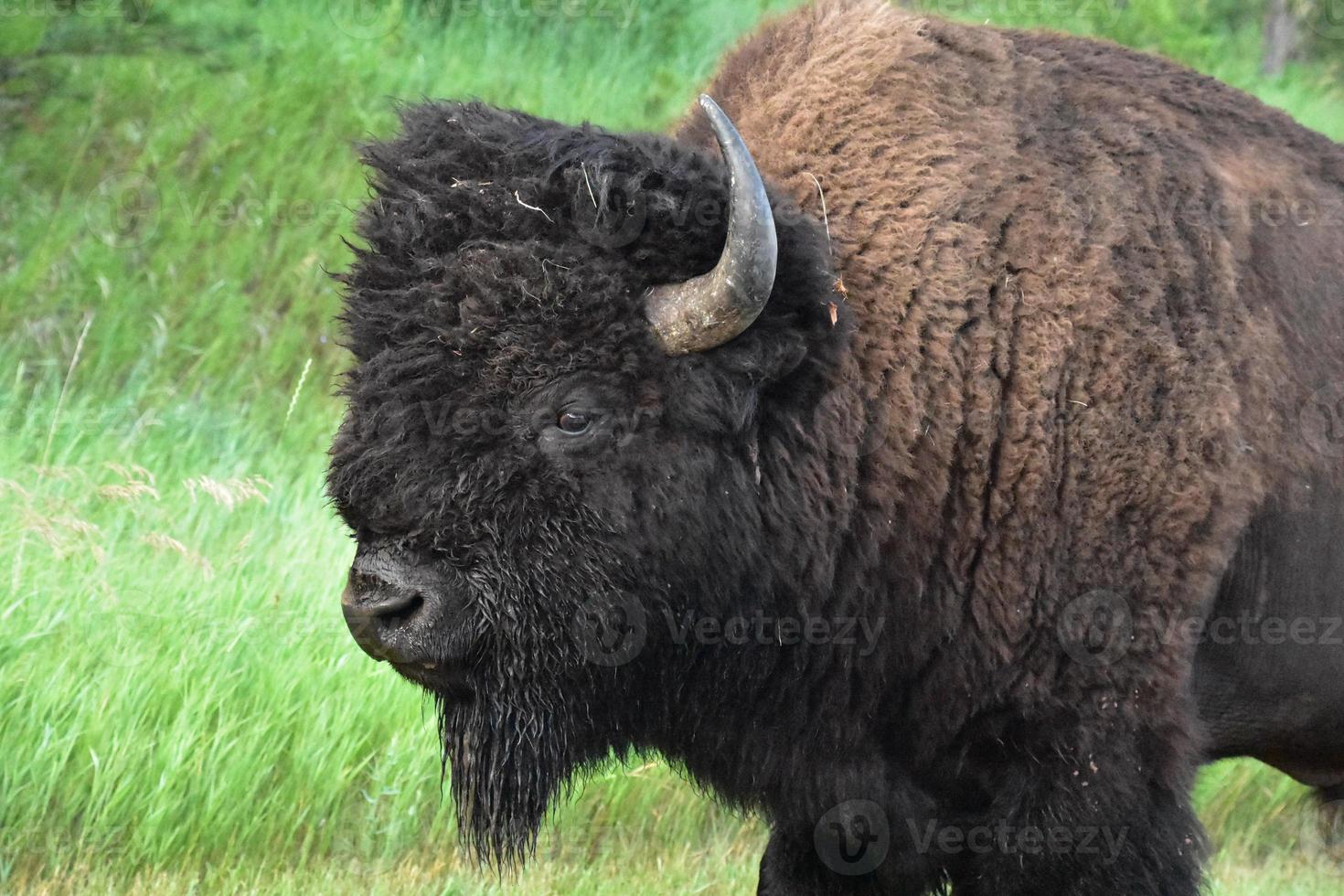 underbar amerikan buffel upp stänga och personlig foto