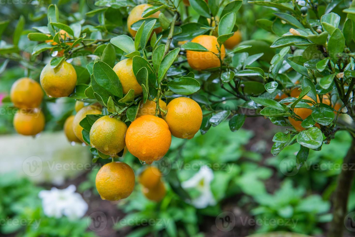 färsk orange på de träd foto