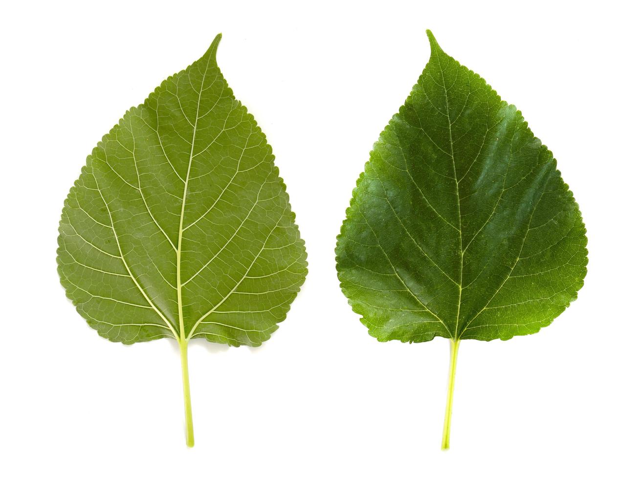 två mullbärsblad som isoleras på vit backgorund foto