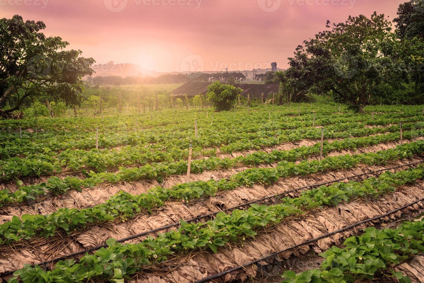 skön landskap och färsk jordgubbar bruka på Chiang Mai, thailand foto